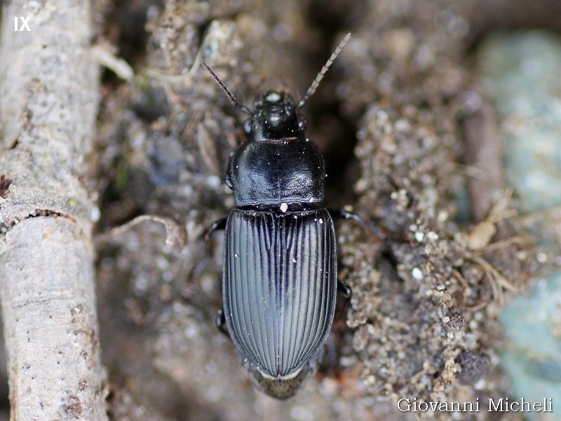 Carabidae: Anisodactylus sp.